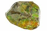 Iridescent Ammolite (Fossil Ammonite Shell) - Alberta, Canada #147427-1